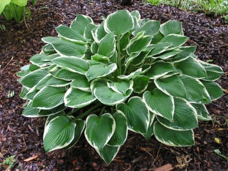 HOSTA FORTUNEI FRANCEE