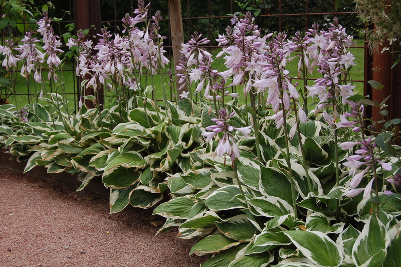 HOSTA FORTUNEI PATRIOT