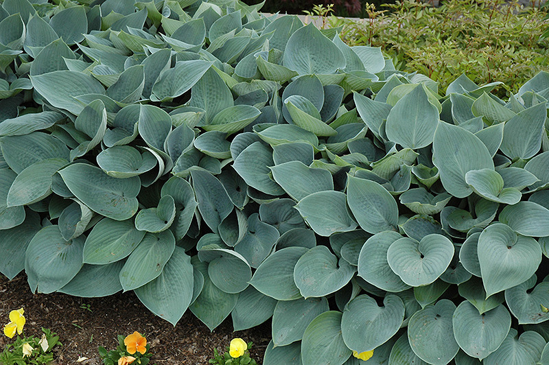 HOSTA HALCYON