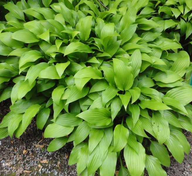 HOSTA SP.