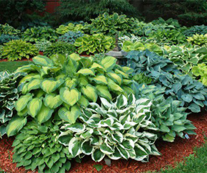 HOSTA MIX