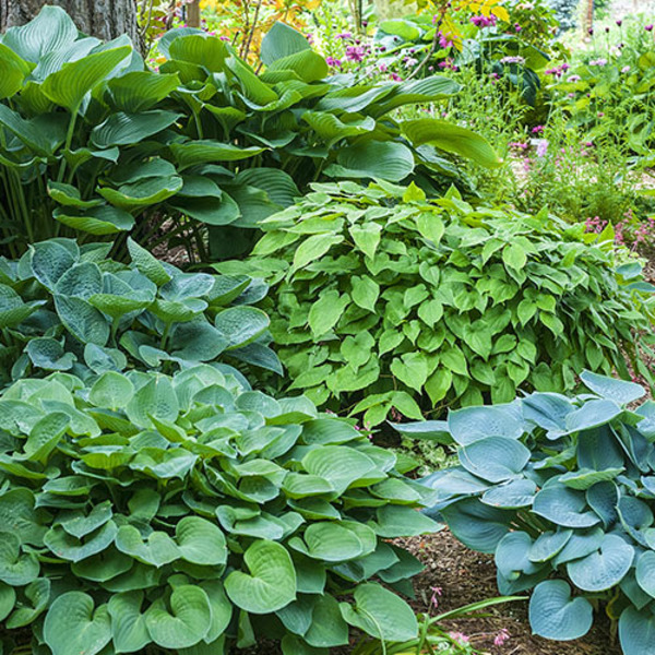 HOSTA MIX