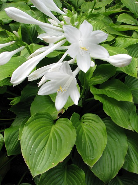HOSTA PLANTAGINEA