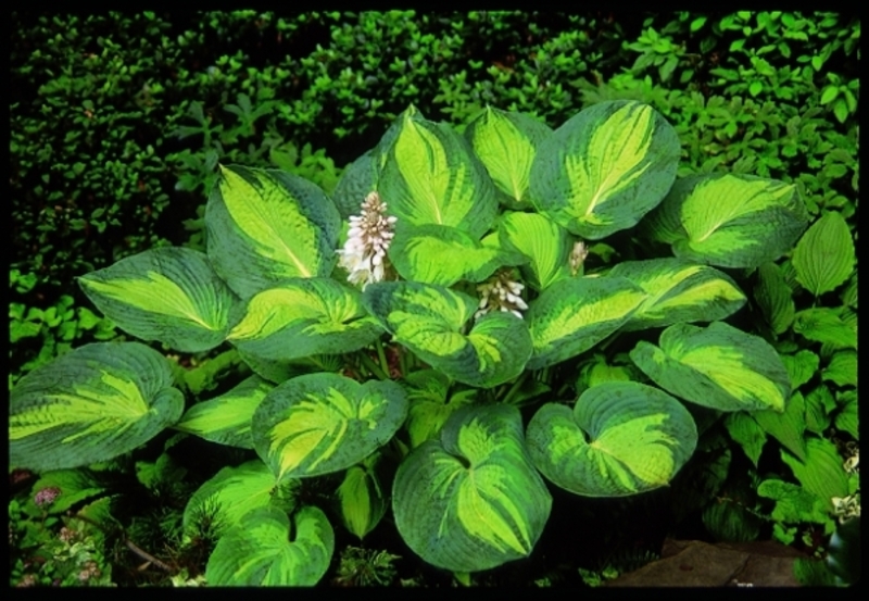 HOSTA SIEBOL. GREAT EXPECT