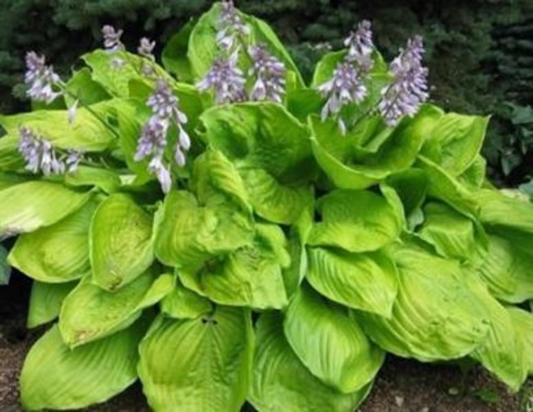 HOSTA SUM & SUBSTANCE