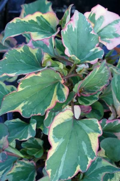HOUTTUYNIA CORDATA CHAMELEON