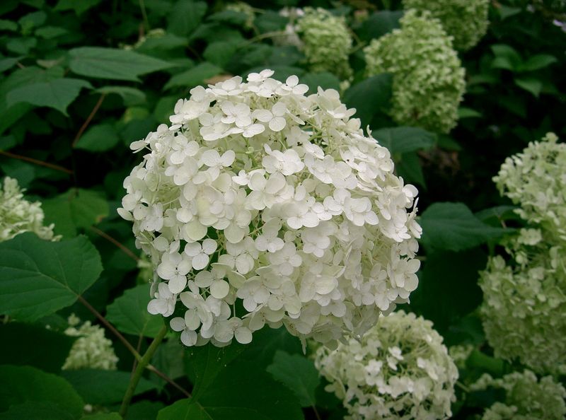 HYDRANGEA ARB. ANNABELLE