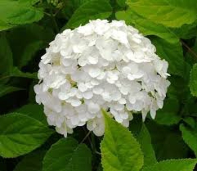 HYDRANGEA ARB. ANNABELLE