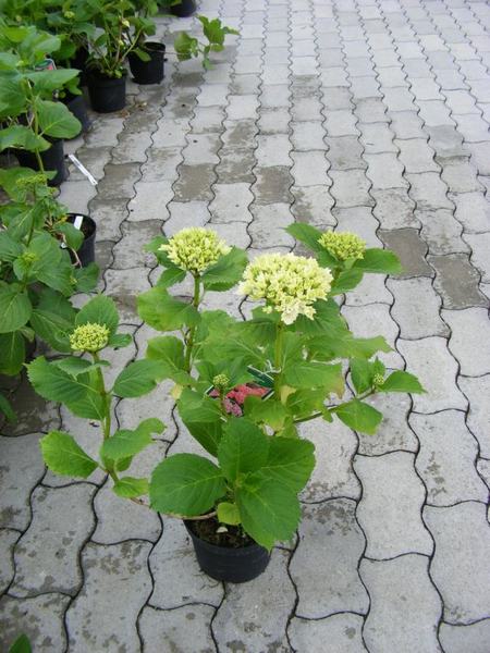 HYDRANGEA MACROPHYLLA SP.