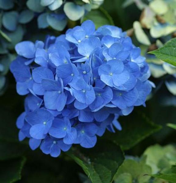 HYDRANGEA MACROPHYLLA SP.