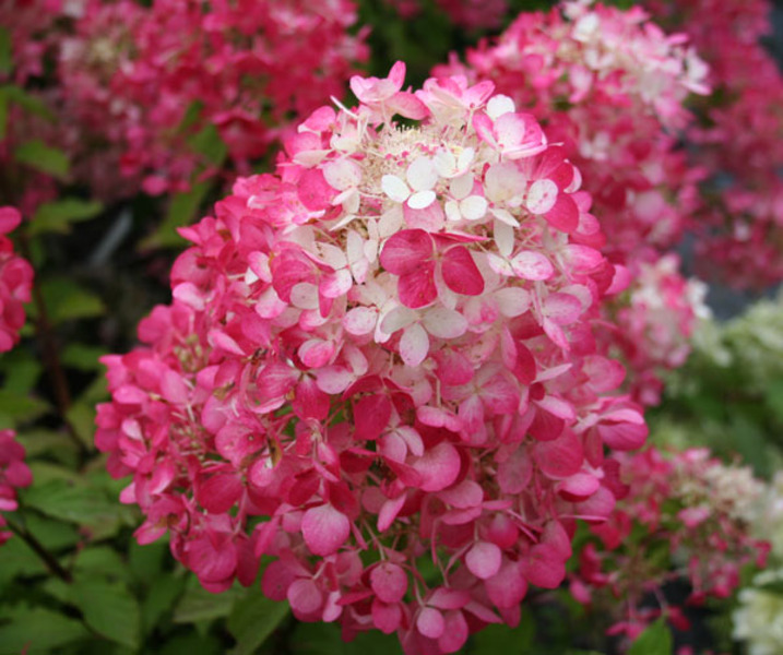 HYDRANGEA PAN. DIAMANT ROUGE