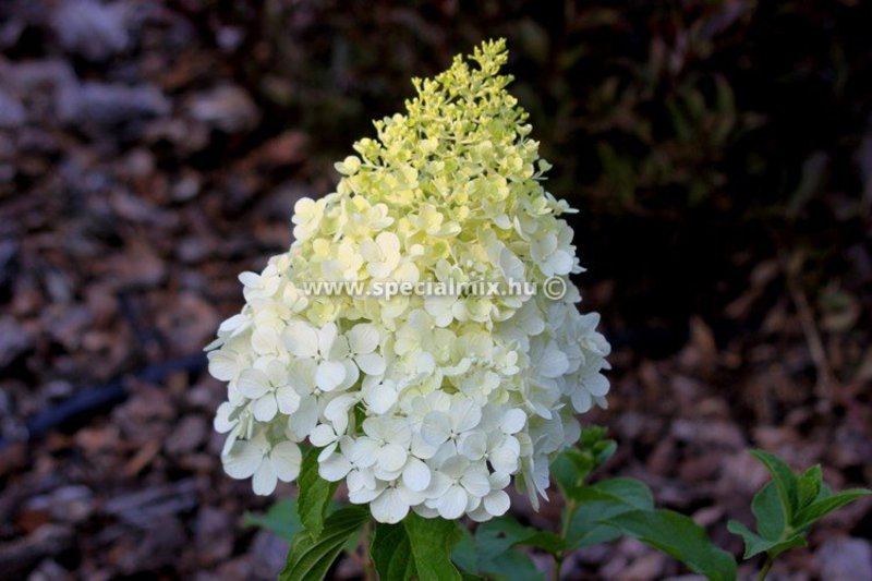 HYDRANGEA PAN. POLAR BEAR