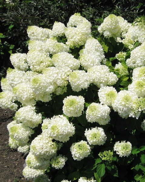 HYDRANGEA PAN. SILVER DOLLAR