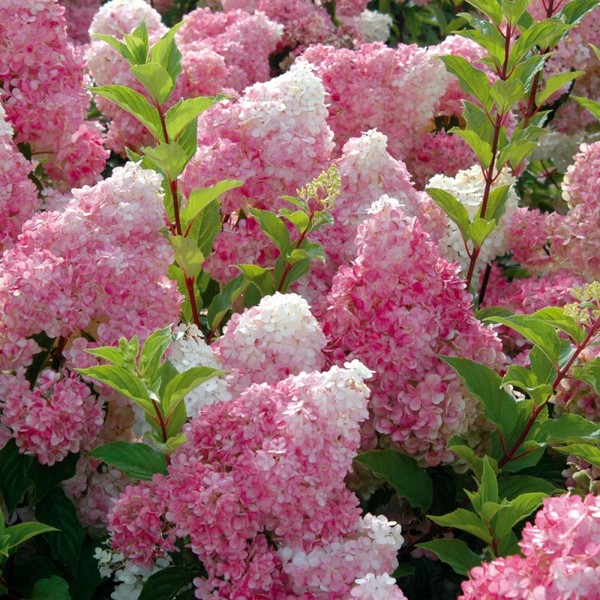 HYDRANGEA PAN. VANILLA FRAISE