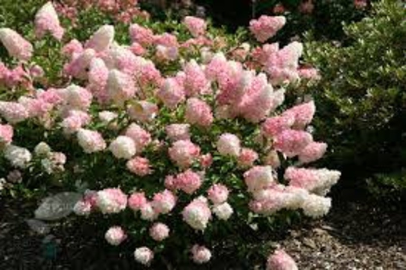 HYDRANGEA PAN. VANILLE FRAISE