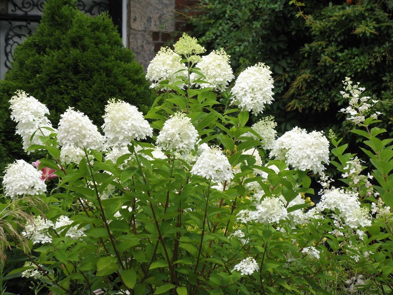 HYDRANGEA PANICULATA GRANDIFL.