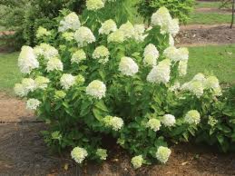 HYDRANGEA PANICULATA LIMELIGHT