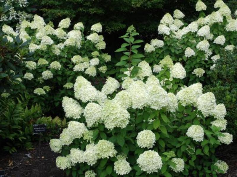 HYDRANGEA PANICULATA LIMELIGHT