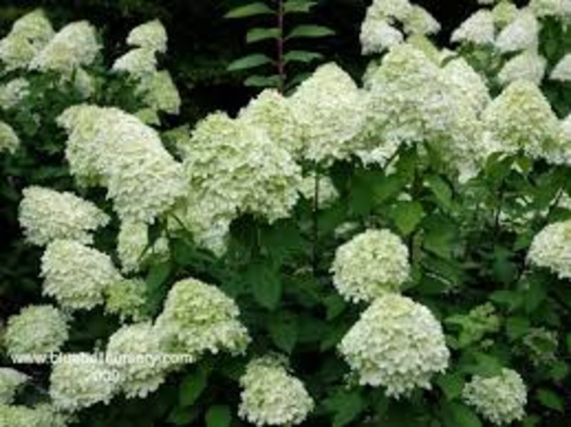 HYDRANGEA PANICULATA LIMELIGHT