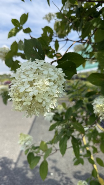 HYDRANGEA PANICULATA LIMELIGHT