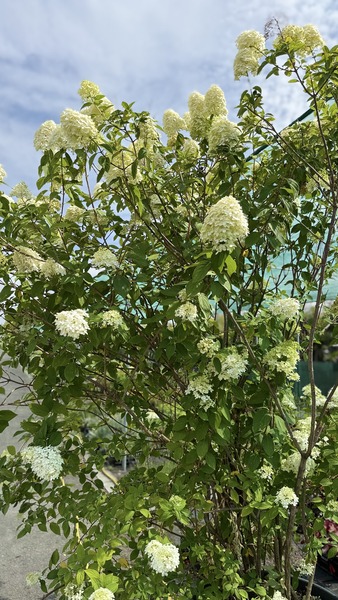 HYDRANGEA PANICULATA LIMELIGHT