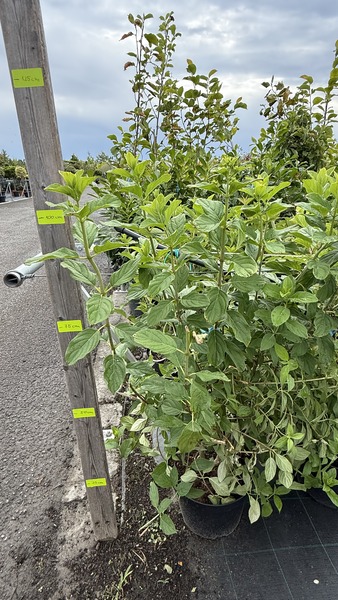 HYDRANGEA PANICULATA LIMELIGHT