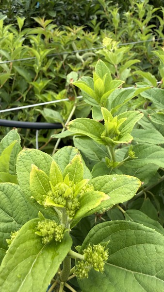 HYDRANGEA PANICULATA LIMELIGHT