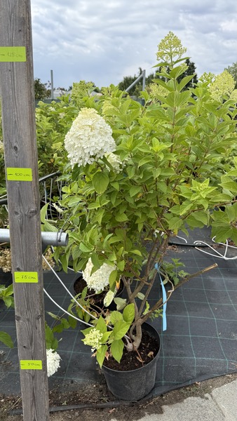 HYDRANGEA PANICULATA LIMELIGHT