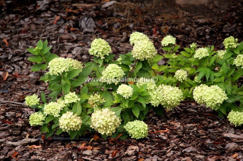 HYDRANGEA PAN. LITTLE LIME