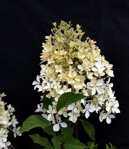 HYDRANGEA PANICULATA PHANTOM