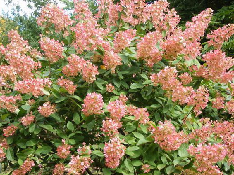 HYDRANGEA PAN. PINK DIAMOND