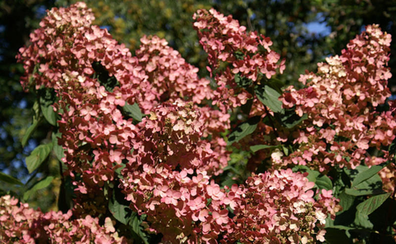 HYDRANGEA PAN. PINK DIAMOND