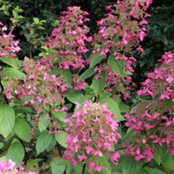 HYDRANGEA PAN. RUBY