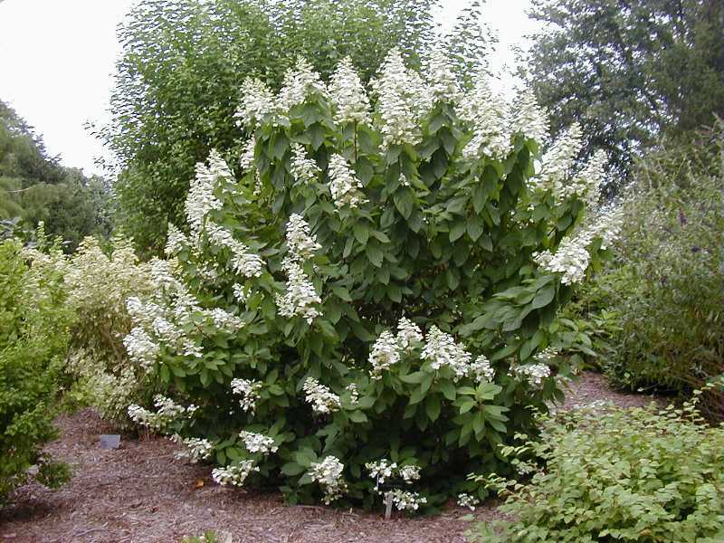 HYDRANGEA PANICULATA TARDIVA