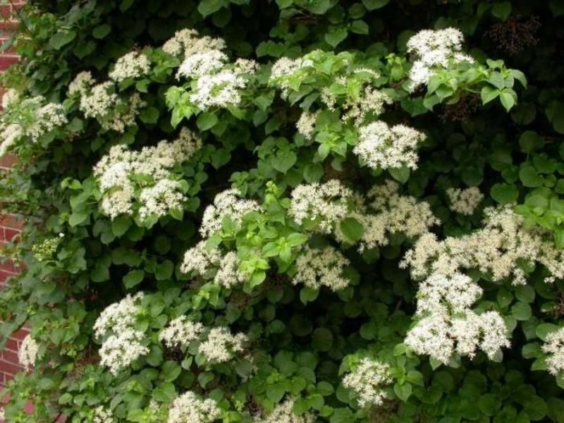 HYDRANGEA PETIOLARIS