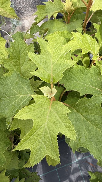 HYDRANGEA QUERCIFOLIA