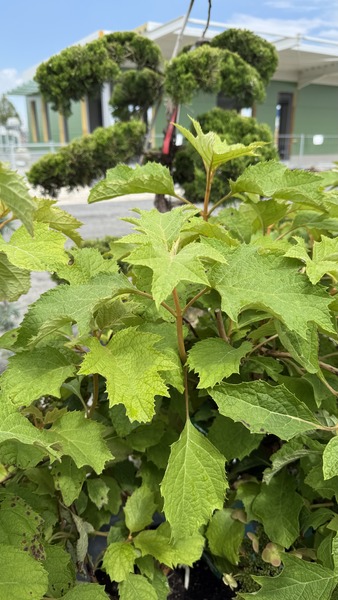HYDRANGEA QUERCIFOLIA
