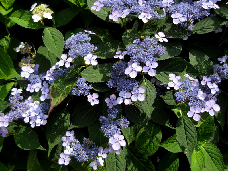 HYDRANGEA SERRATA BLUE BIRD