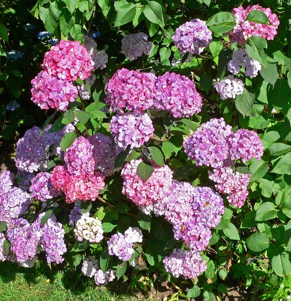HYDRANGEA SERRATA PREZIOSA