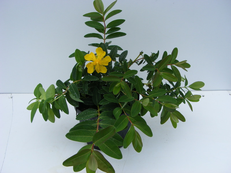 HYPERICUM CALYC. GOLDGELBE
