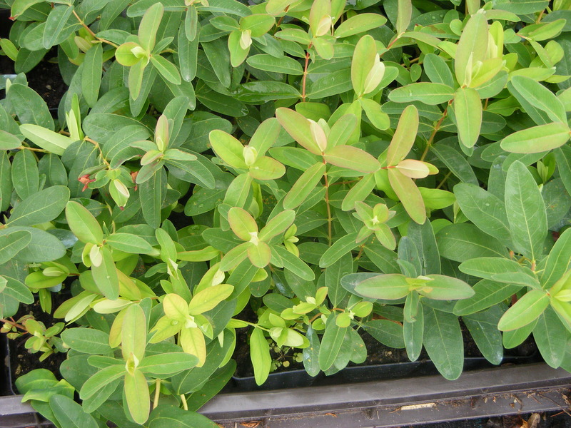 HYPERICUM CALYC.