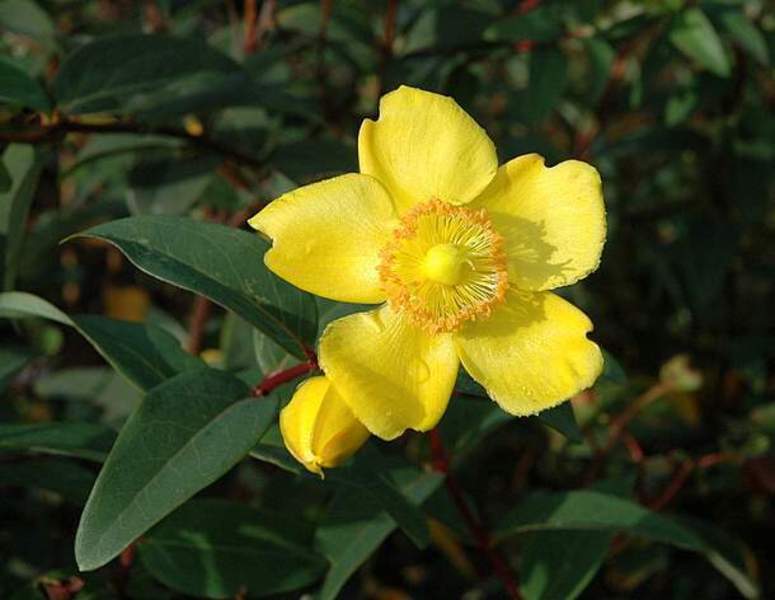 HYPERICUM CALY. ROSE OF SHARON