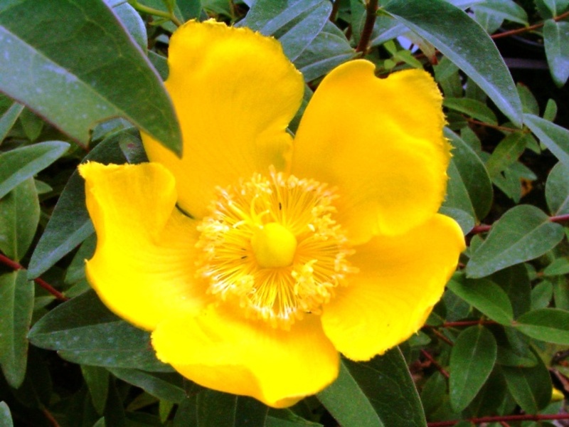 HYPERICUM DUMMERI PETER DUMMER