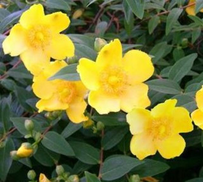 HYPERICUM DUMMERI PETER DUMMER