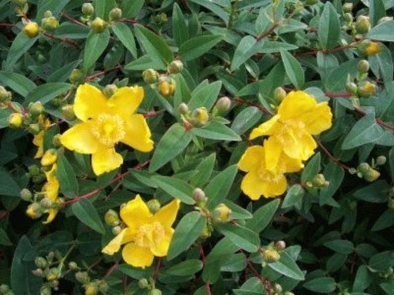 HYPERICUM HIDCOTE