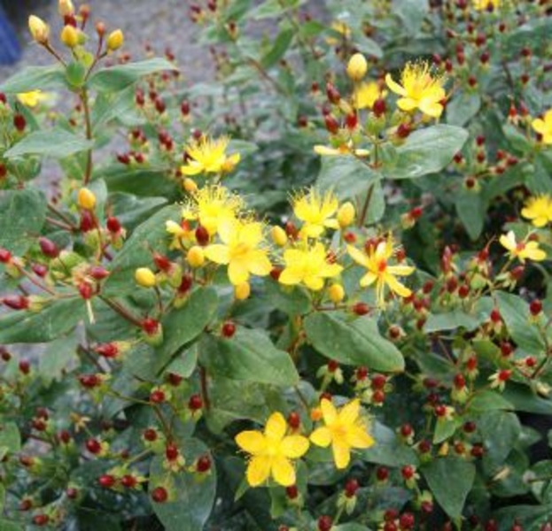 HYPERICUM HIRCINUM LOKE