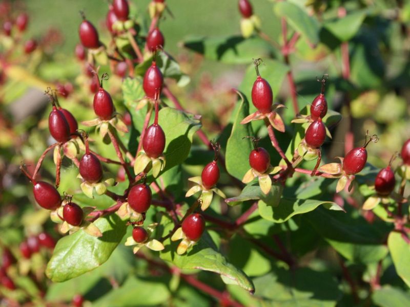 HYPERICUM HIRCINUM LOKE
