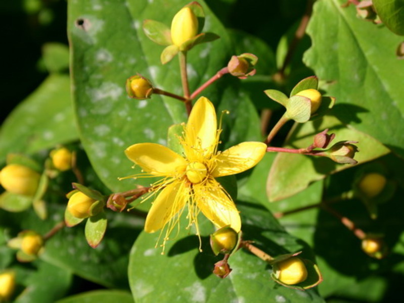 HYPERICUM HIRCINUM LOKE