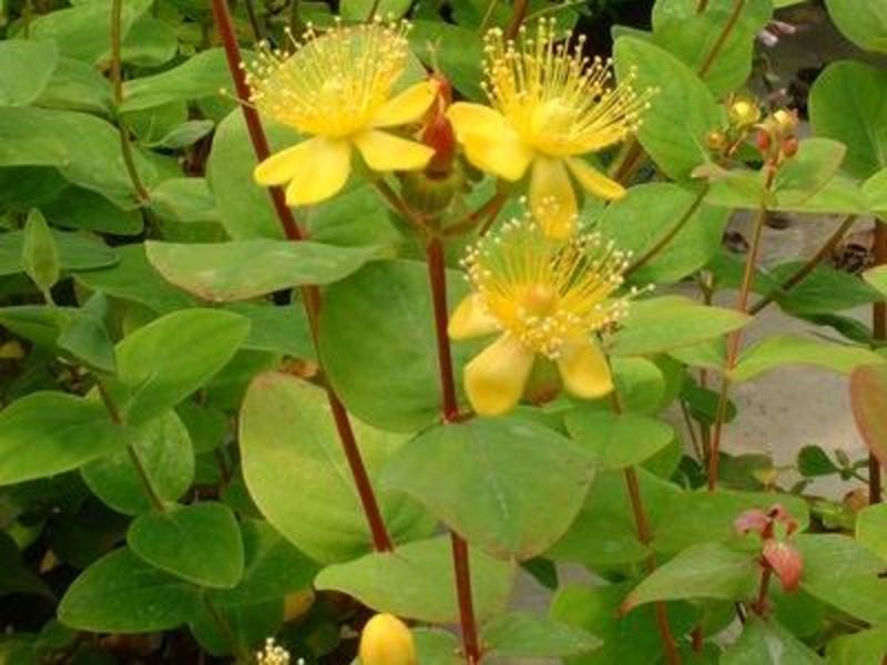 HYPERICUM INODORUM RHEINGOLD