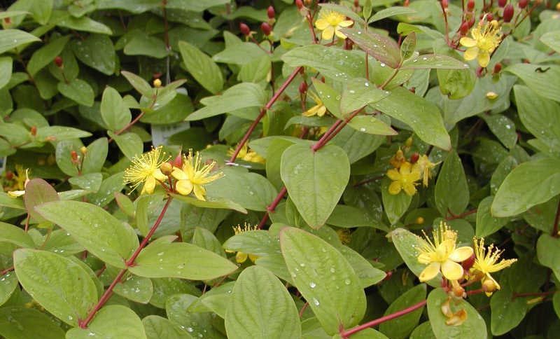 HYPERICUM INODORUM RHEINGOLD